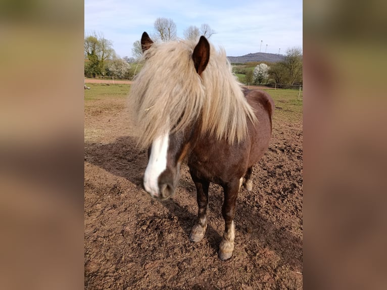 Black Forest Horse Stallion 2 years 14,2 hh Chestnut in Winnweiler