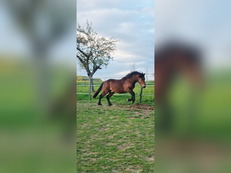 Black Forest Horse Stallion 2 years Brown in Berg