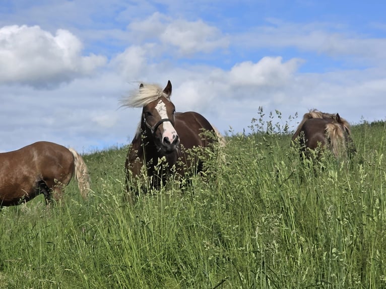 Black Forest Horse Stallion 2 years Chestnut in Burgwalde
