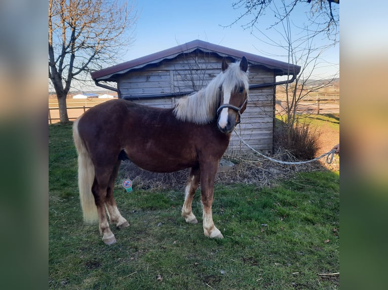 Black Forest Horse Stallion 2 years Chestnut in Villingen-Schwenningen