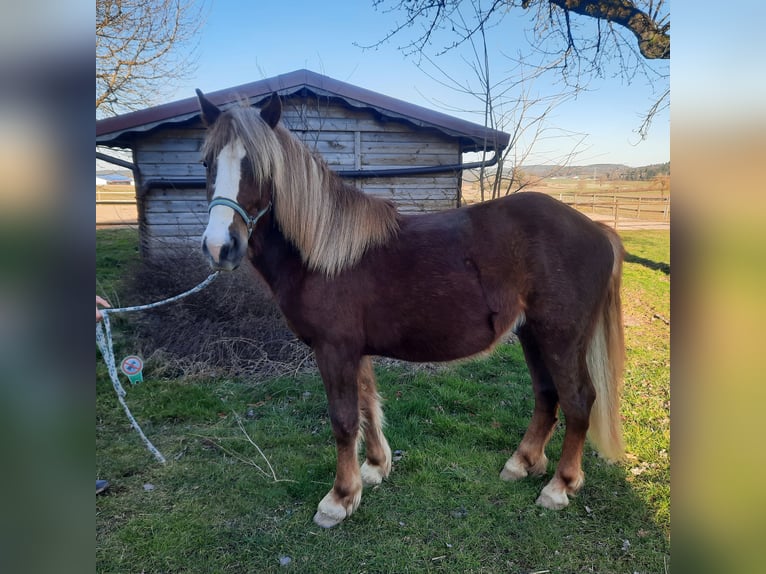 Black Forest Horse Stallion 2 years Chestnut in Villingen-Schwenningen