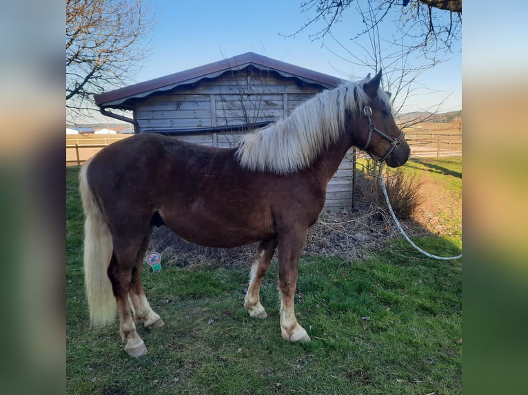 Black Forest Horse Stallion 2 years Chestnut in Villingen-Schwenningen