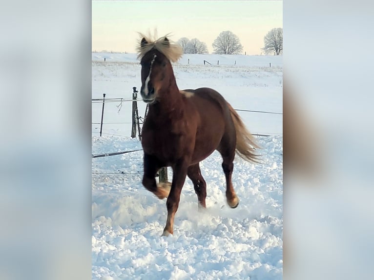 Black Forest Horse Stallion 3 years 14.3 hh Chestnut in Wangelnstedt