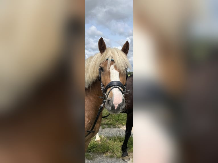 Black Forest Horse Stallion 3 years 14,1 hh in Steinh&#xF6;fel