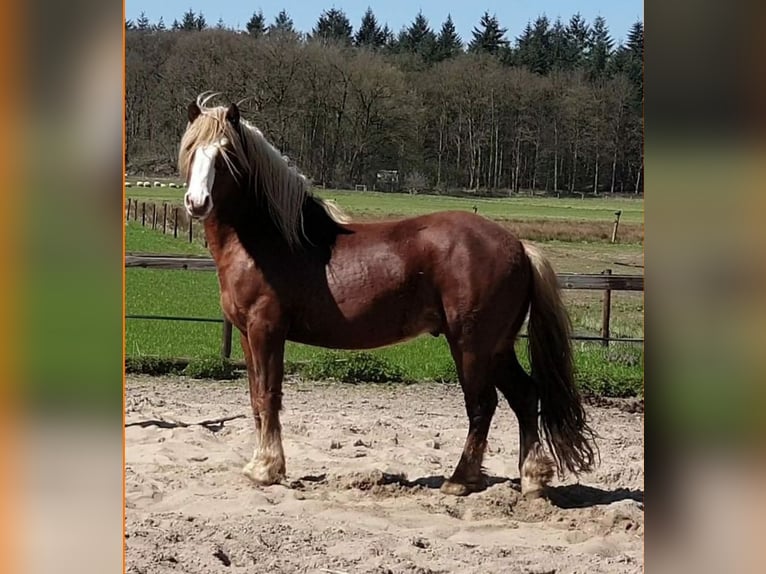 Black Forest Horse Stallion 9 years 14,2 hh Chestnut in Renkum