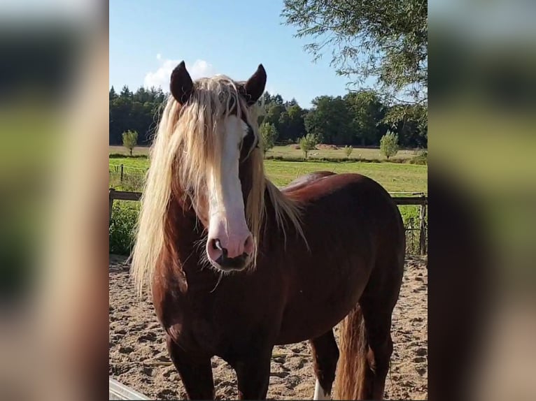 Black Forest Horse Stallion 9 years 14,2 hh Chestnut in Renkum