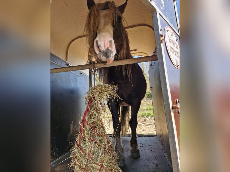 Black Forest Horse Stallion 9 years 14,2 hh Chestnut in Renkum