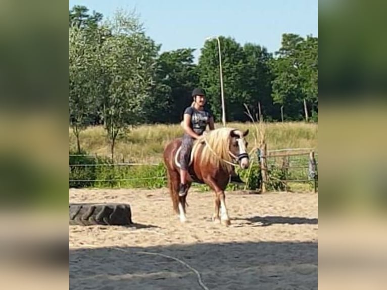 Black Forest Horse Stallion 9 years 14,2 hh Chestnut in Renkum