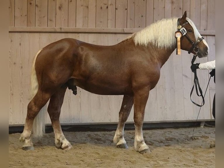 Black Forest Horse Stallion Chestnut in Gütenbach