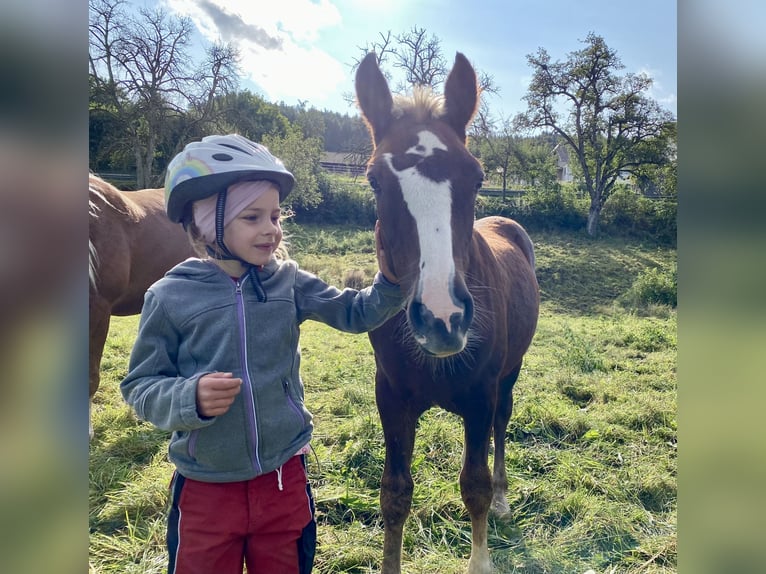 Black Forest Horse Stallion Foal (03/2024) 14,3 hh Chestnut in Bonndorf im Schwarzwald