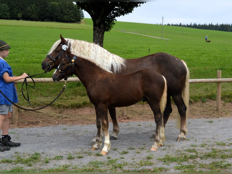 Black Forest Horse Stallion Foal (03/2024) 14,3 hh Chestnut in Bonndorf im Schwarzwald