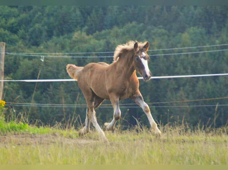 Black Forest Horse Stallion Foal (03/2024) 14,3 hh Chestnut in Bonndorf im Schwarzwald