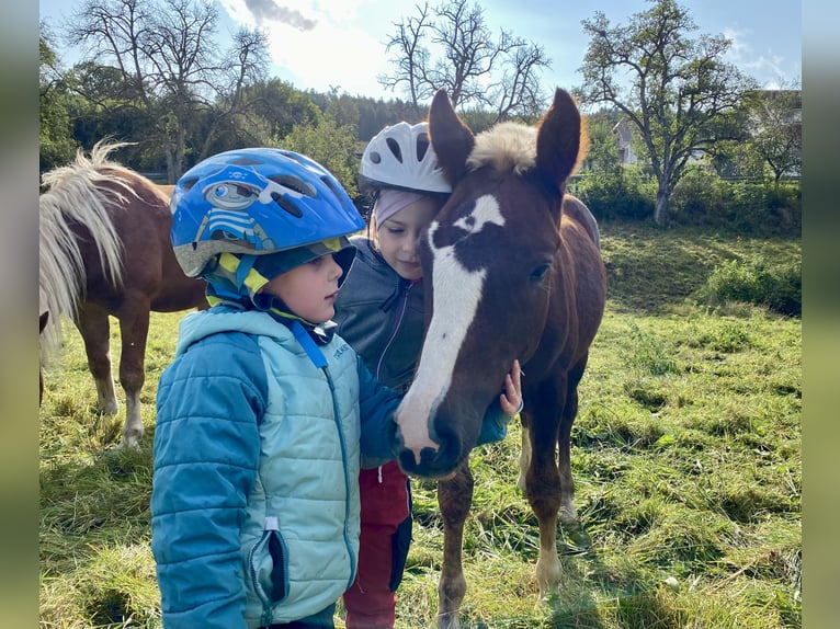 Black Forest Horse Stallion Foal (03/2024) 14,3 hh Chestnut in Bonndorf im Schwarzwald