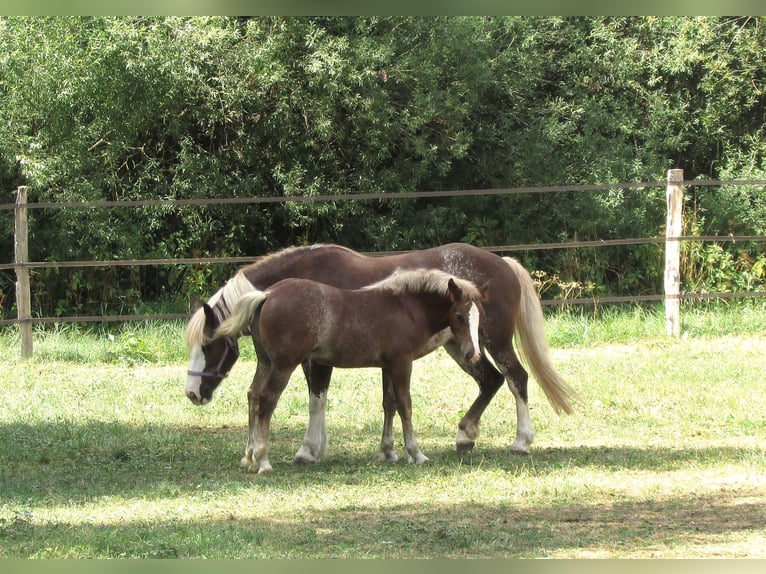 Black Forest Horse Stallion Foal (04/2026) 15.1 hh Chestnut-Red in Balingen