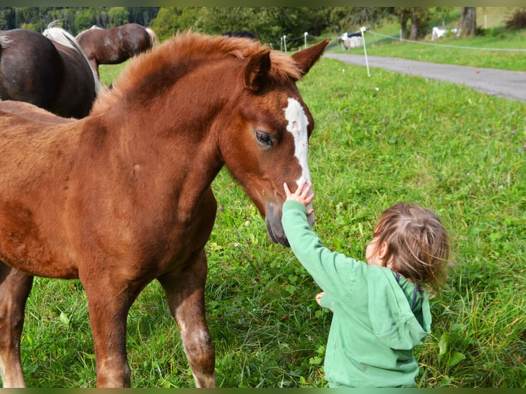 Black Forest Horse Stallion Foal (06/2024) 15 hh Chestnut in Bonndorf im Schwarzwald