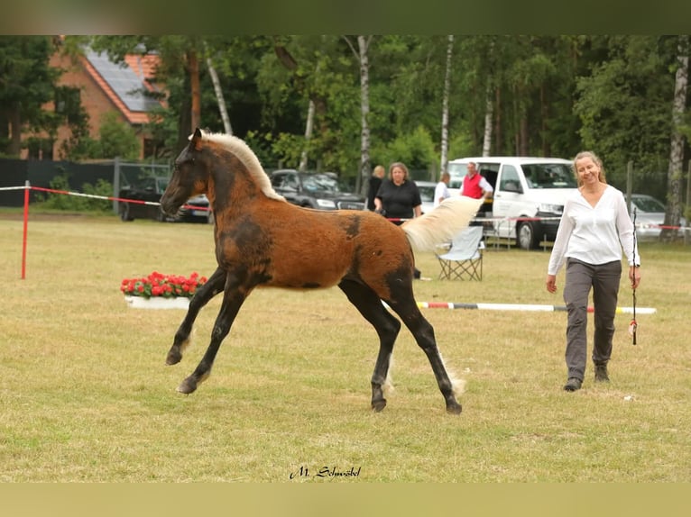 Black Forest Horse Stallion Foal (02/2026) 15 hh Chestnut in Wangelnstedt