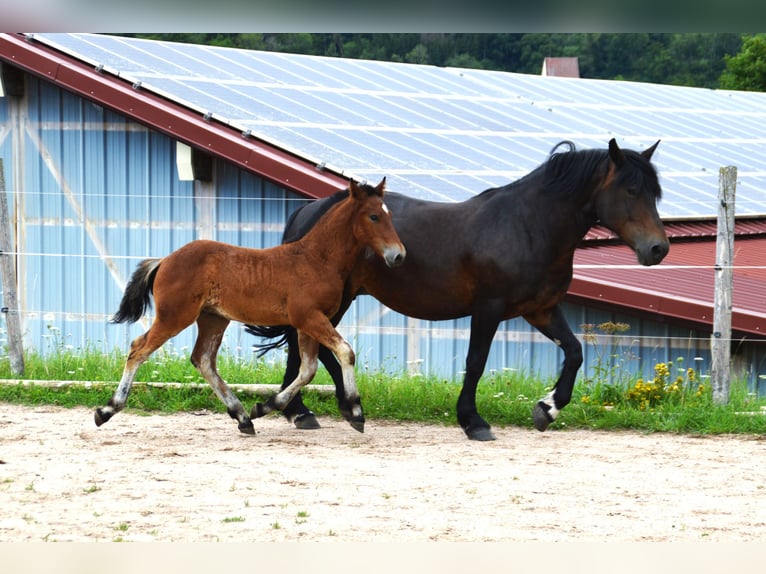 Black Forest Horse Stallion Foal (04/2025) 15,1 hh Brown in Bonndorf im Schwarzwald
