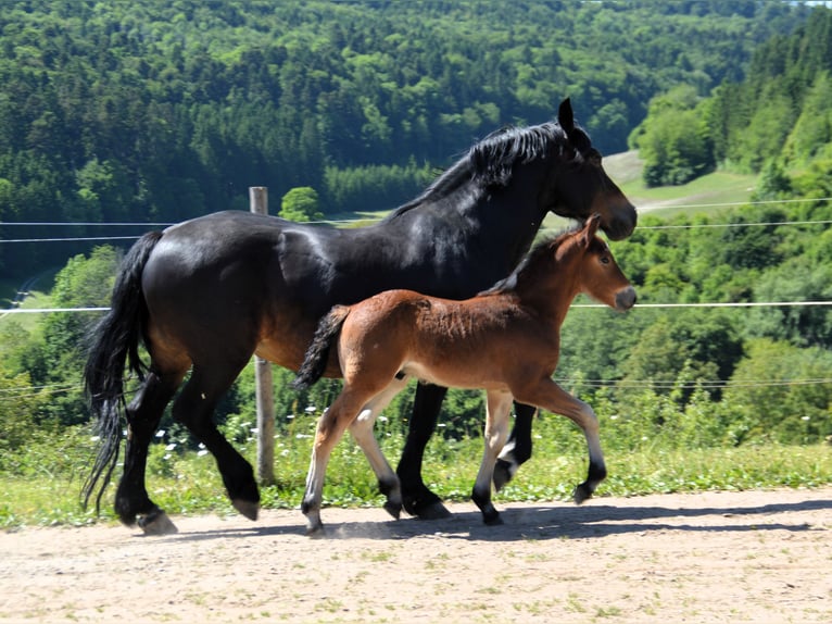 Black Forest Horse Stallion Foal (04/2025) 15,1 hh Brown in Bonndorf im Schwarzwald