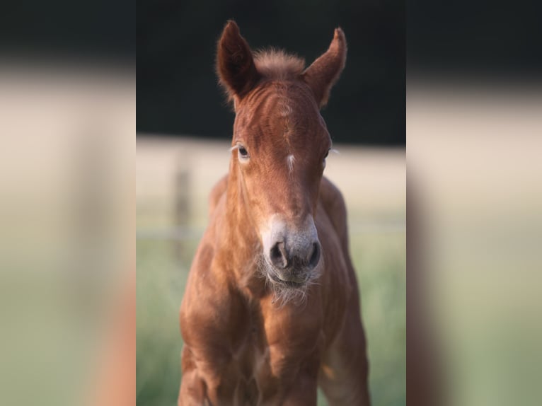 Black Forest Horse Stallion  15,1 hh Chestnut in Ankum