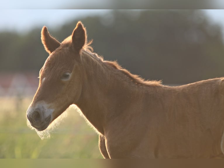 Black Forest Horse Stallion  15,1 hh Chestnut in Ankum