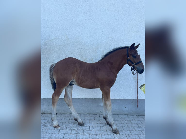 Black Forest Horse Stallion Foal (05/2024) Brown in Münsingen