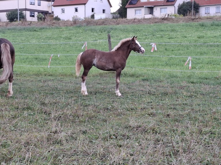 Black Forest Horse Stallion Foal (06/2024) Brown in Aalen