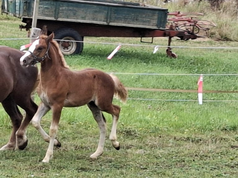 Black Forest Horse Stallion Foal (06/2024) Brown in Aalen