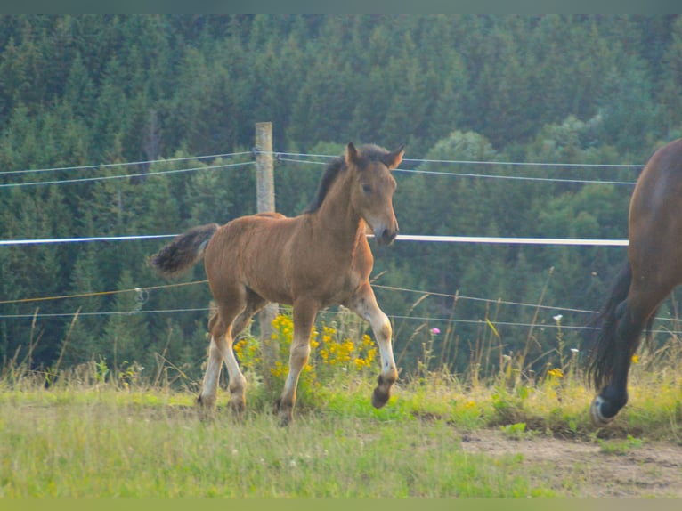 Black Forest Horse Stallion Foal (05/2024) Brown in Bonndorf im Schwarzwald