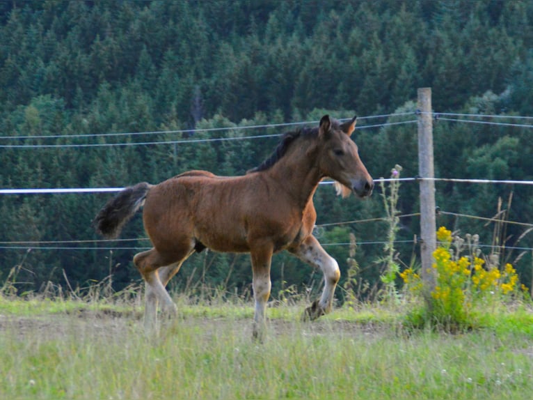 Black Forest Horse Stallion Foal (05/2024) Brown in Bonndorf im Schwarzwald