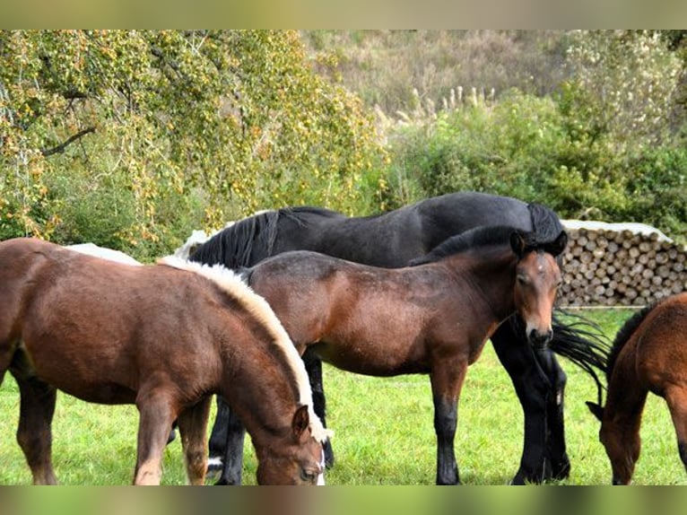 Black Forest Horse Stallion Foal (05/2024) Brown in Bonndorf im Schwarzwald