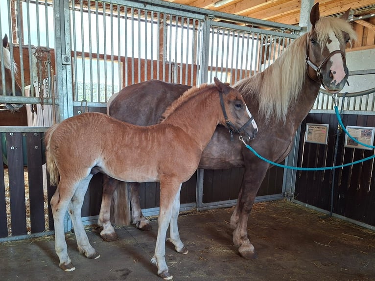 Black Forest Horse Stallion Foal (01/2026)  in Aalen