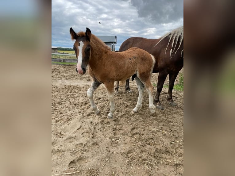 Black Forest Horse Stallion Foal (04/2023) Chestnut in Belgern