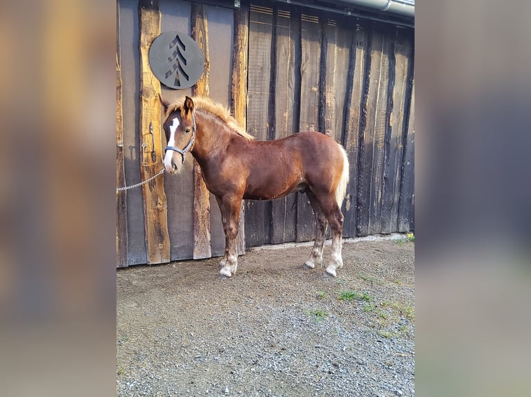 Black Forest Horse Stallion Foal (04/2023) Chestnut in Belgern
