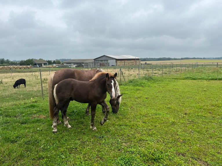 Black Forest Horse Stallion Foal (04/2023) Chestnut in Belgern