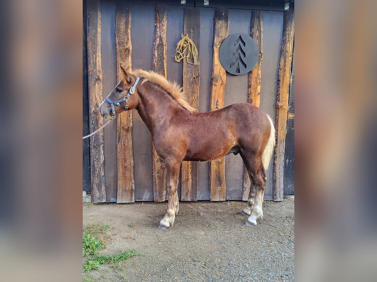 Black Forest Horse Stallion Foal (04/2023) Chestnut in Belgern