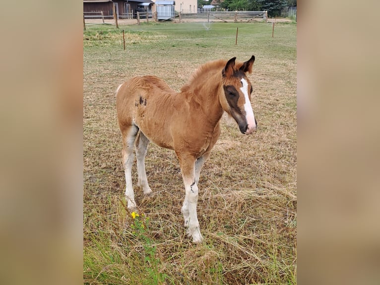 Black Forest Horse Stallion Foal (04/2023) Chestnut in Belgern