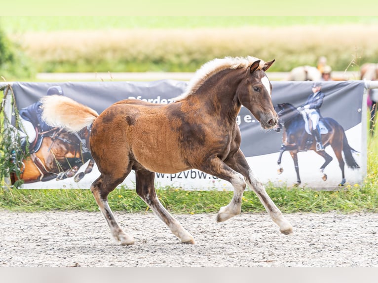 Black Forest Horse Stallion Foal (04/2024) Chestnut in Knittlingen