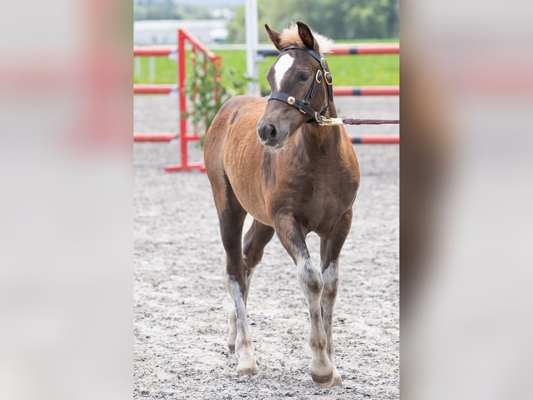 Black Forest Horse Stallion Foal (04/2024) Chestnut in Knittlingen