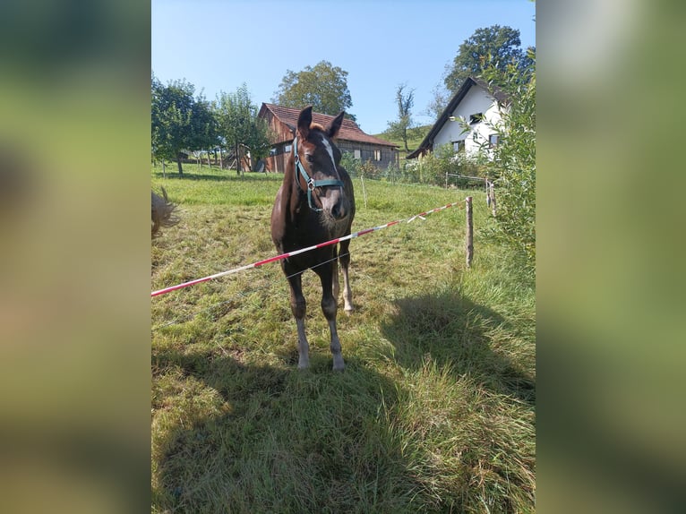 Black Forest Horse Stallion Foal (05/2024) Chestnut in Elzach-Prechtal