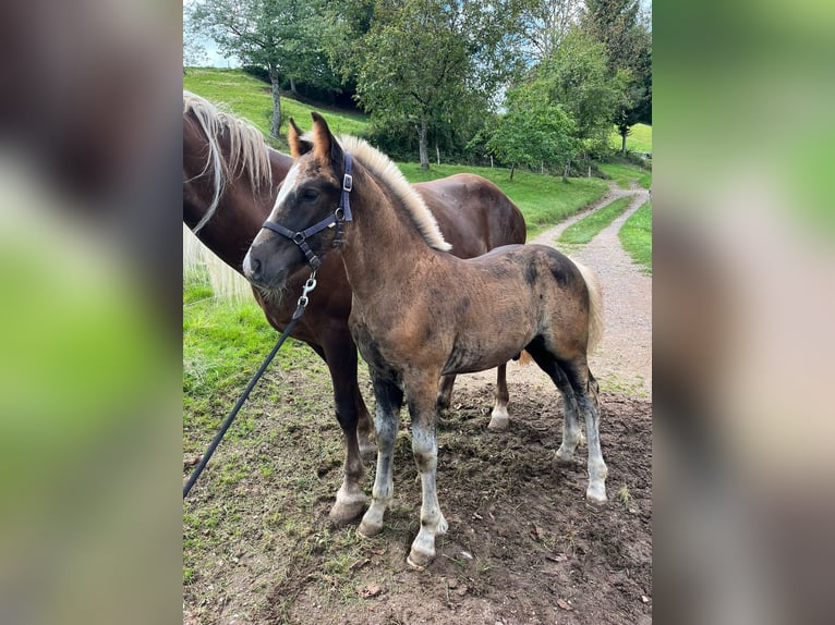 Black Forest Horse Stallion Foal (06/2025) Chestnut in Elzach-Prechtal