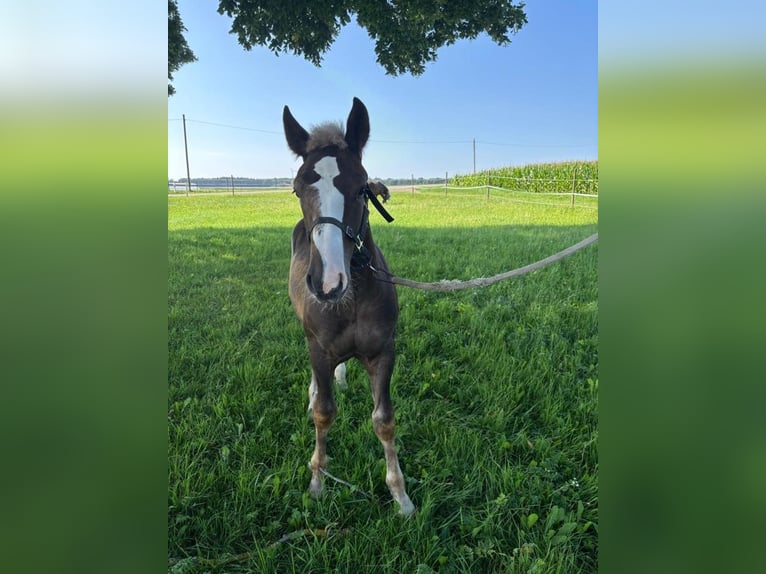 Black Forest Horse Stallion Foal (03/2025) Chestnut in Lonsee