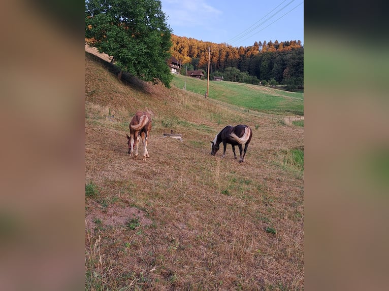 Black Forest Horse Stallion Foal (04/2026) Chestnut in Seelbach