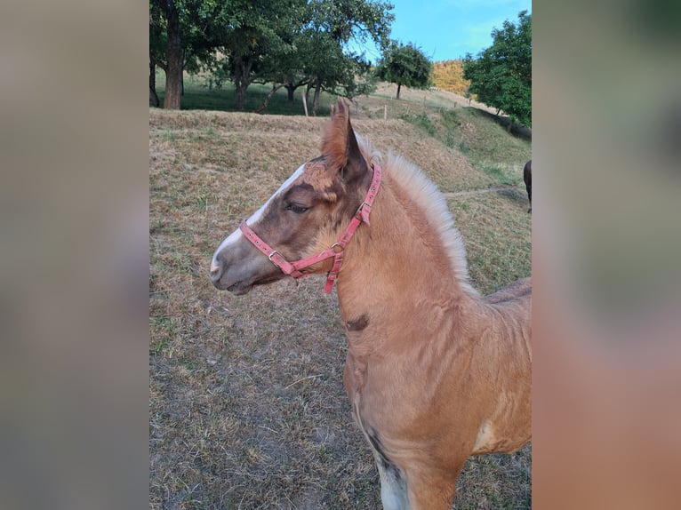Black Forest Horse Stallion Foal (04/2026) Chestnut in Seelbach