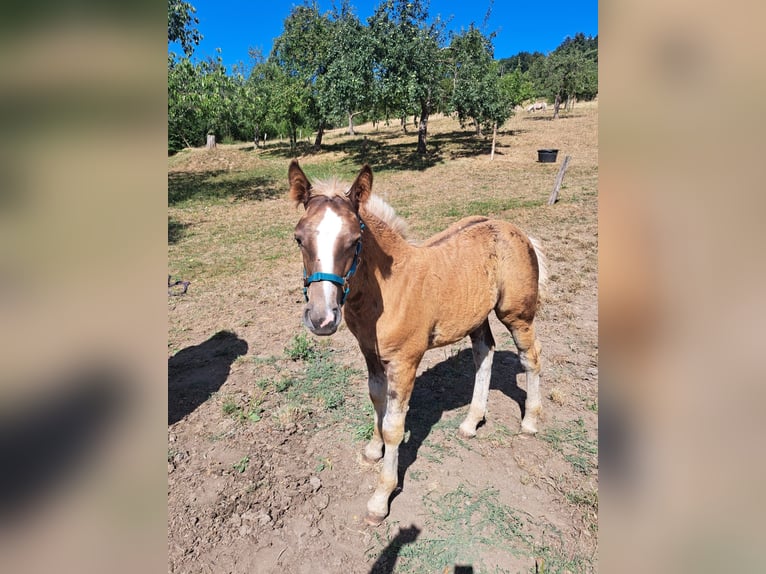 Black Forest Horse Stallion Foal (04/2026) Chestnut in Seelbach