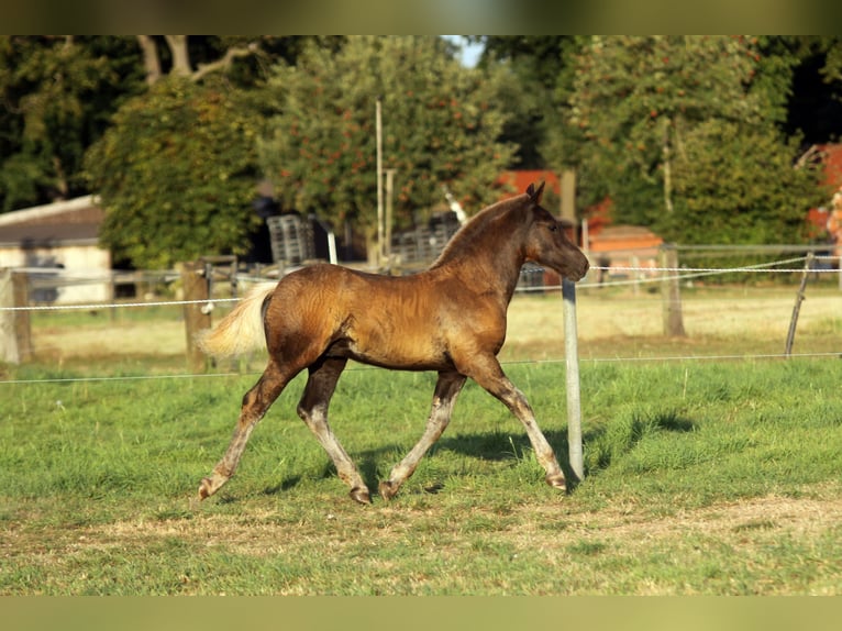 Black Forest Horse Stallion Foal (06/2025) Chestnut in Ankum