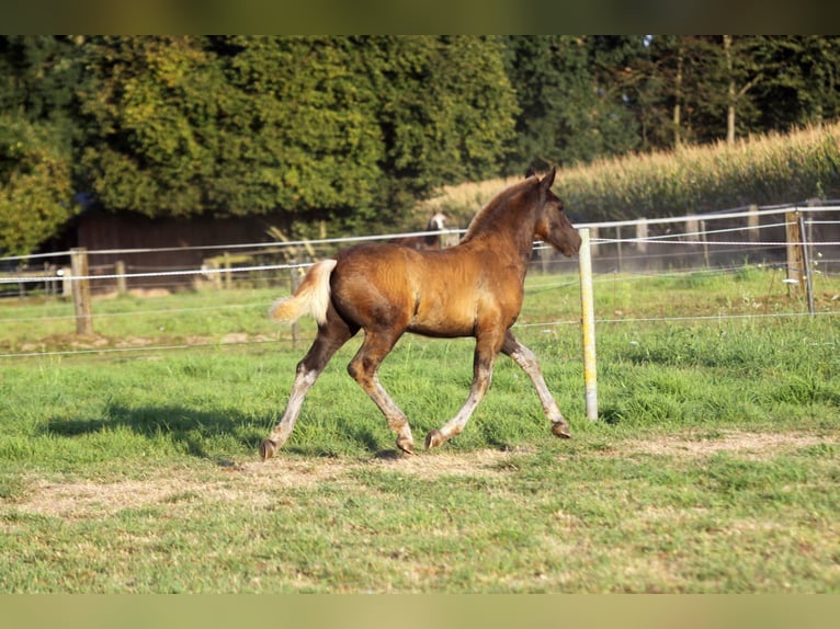 Black Forest Horse Stallion Foal (06/2025) Chestnut in Ankum