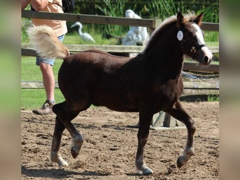 Black Forest Horse Stallion Foal (05/2024) Chestnut in Geesteren