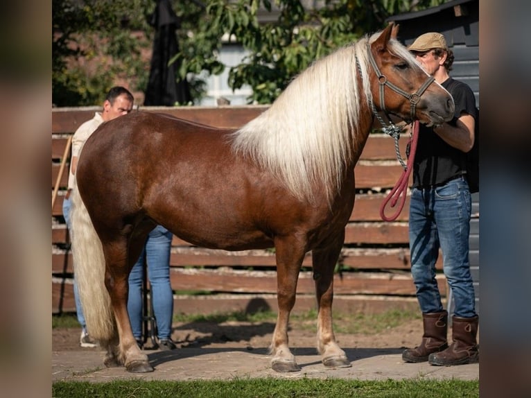 Black Forest Horse Stallion Foal (05/2024) Chestnut in Geesteren