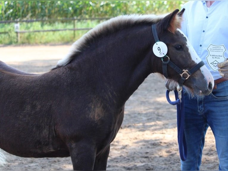 Black Forest Horse Stallion Foal (05/2024) Chestnut in Geesteren