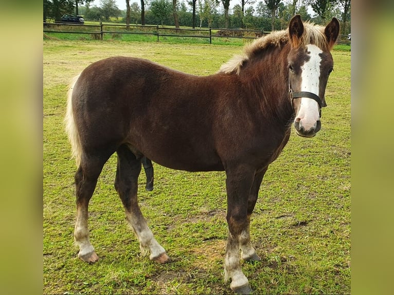 Black Forest Horse Stallion Foal (05/2024) Chestnut in Geesteren